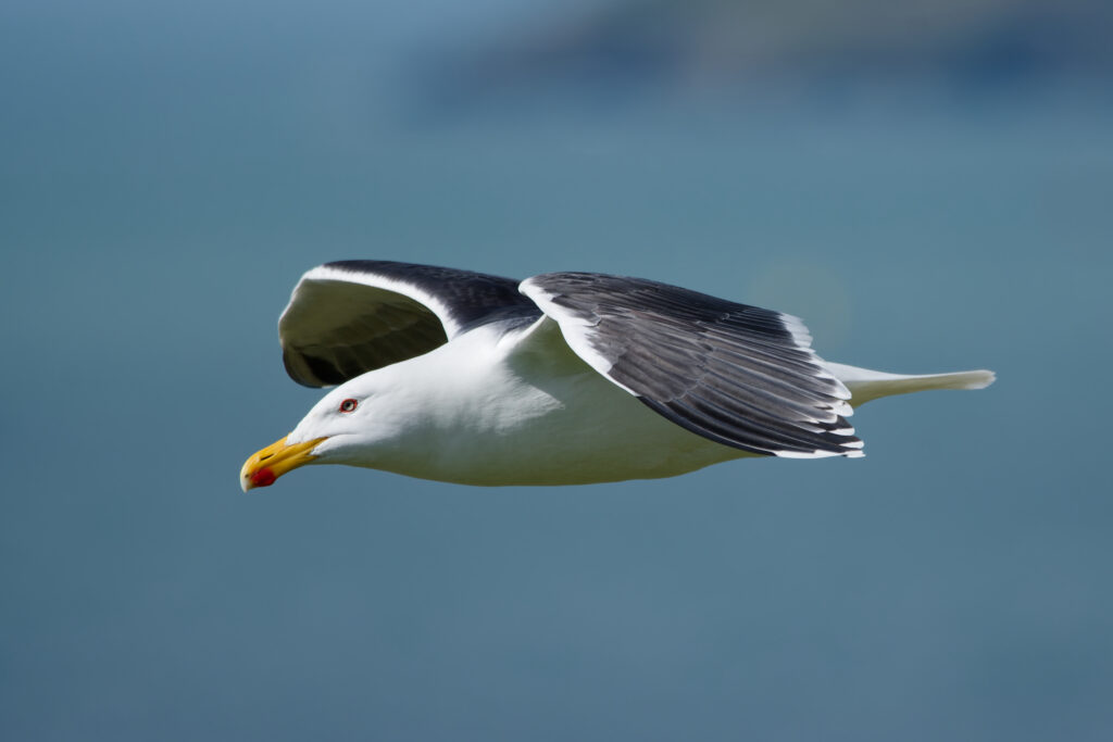 Photo of Great Black-Backed Gull